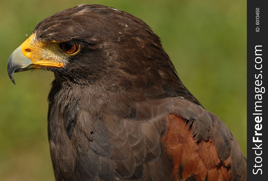 Photo of tethered Harris Hawk