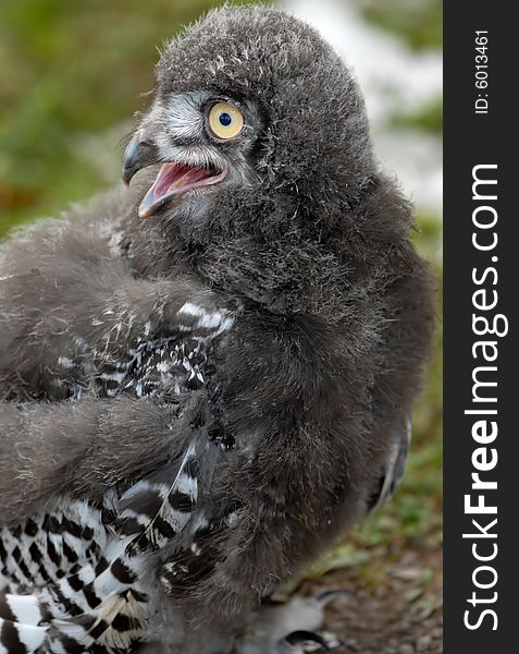 Photo of Snowy Baby Owl. Photo of Snowy Baby Owl