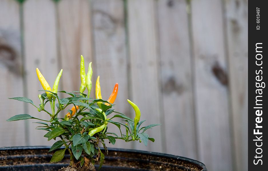 A small hot pepper plant in a patio garden