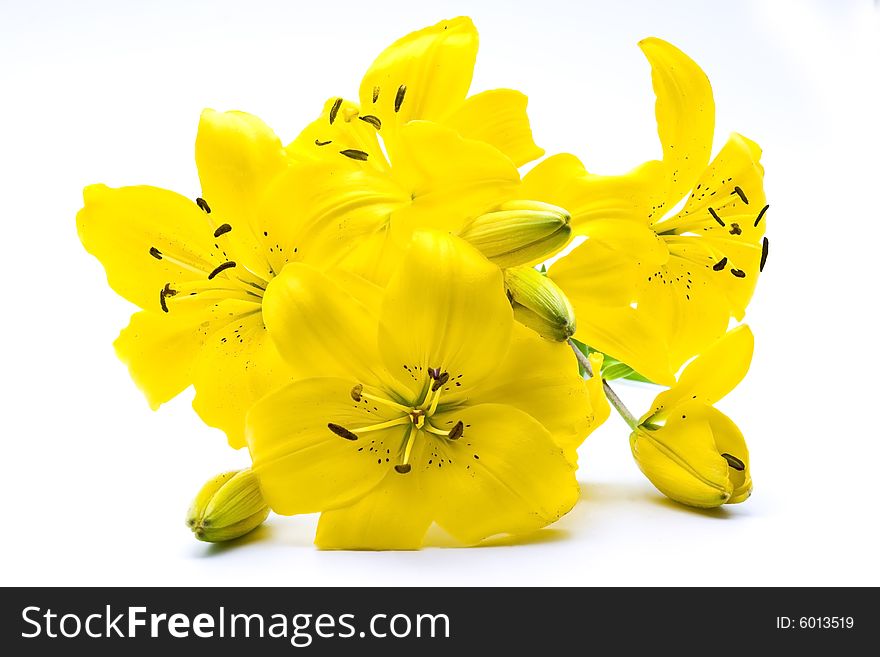 Yellow lily isolated on white background