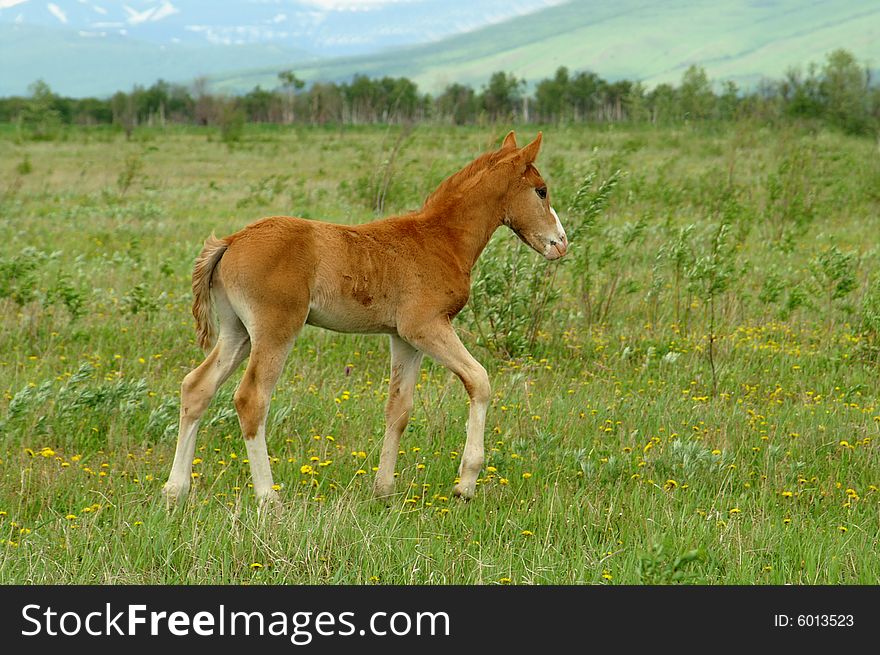 One small foal passes on green glade with flower.