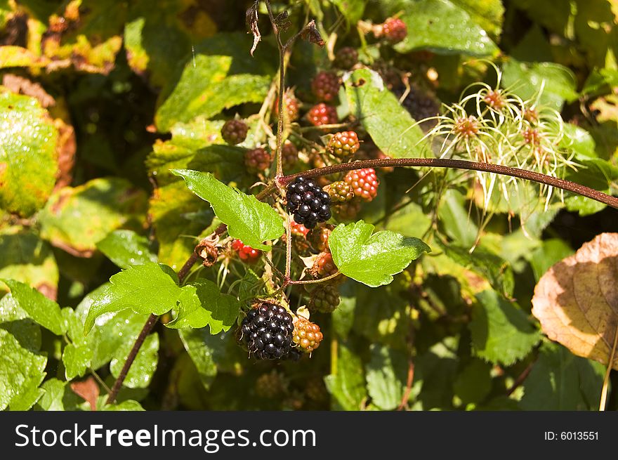 Ripe wild blackberry in august just before the picking
