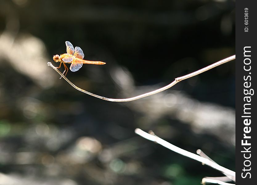 Orange and purple wasp