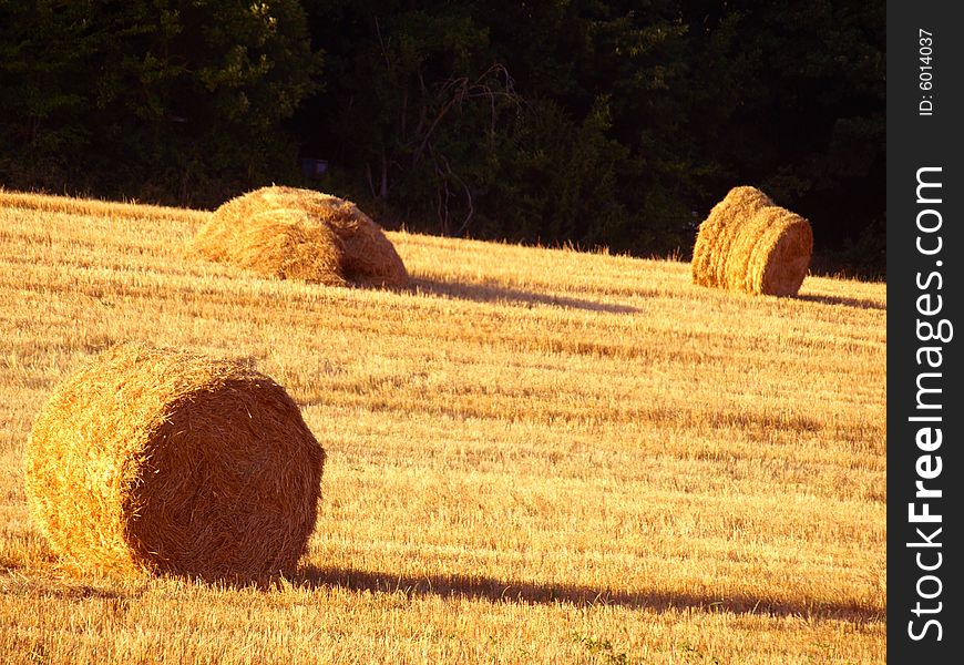 A field with hay's rolls in Tuscany