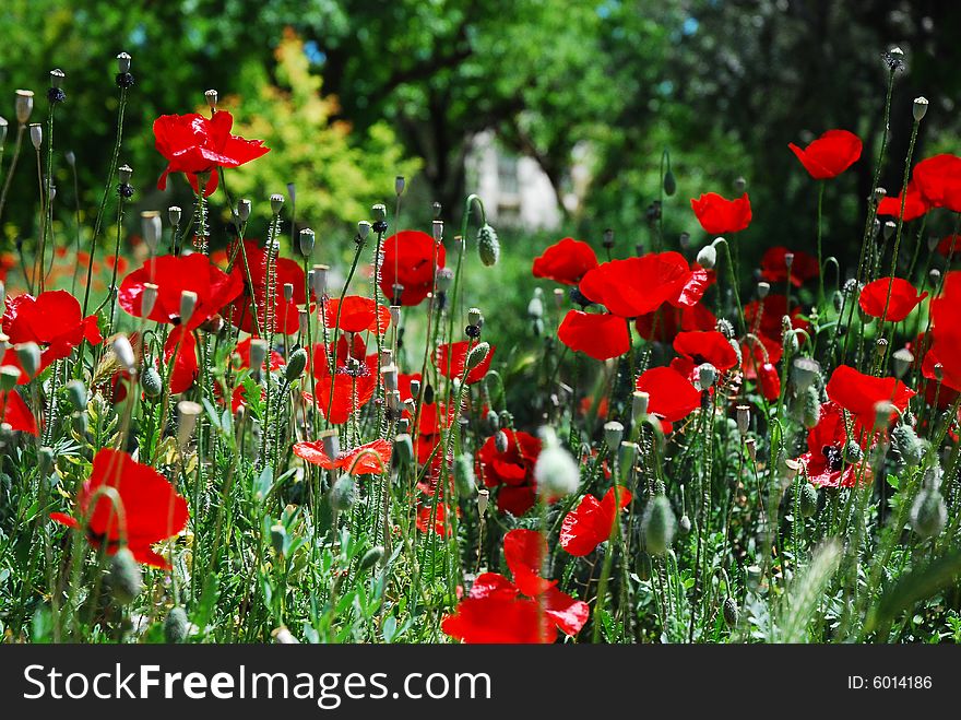 Several backlit red oriental poppies in a field. Several backlit red oriental poppies in a field