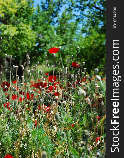 Several backlit red oriental poppies in a field. Several backlit red oriental poppies in a field