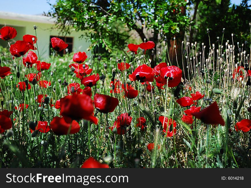 Several backlit red oriental poppies in a field. Several backlit red oriental poppies in a field