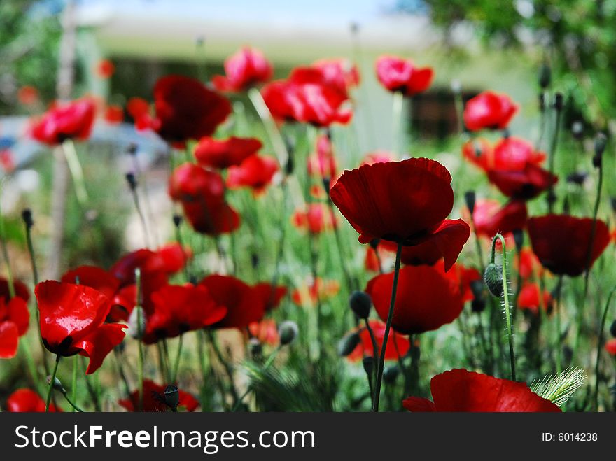 Several backlit red oriental poppies in a field. Several backlit red oriental poppies in a field