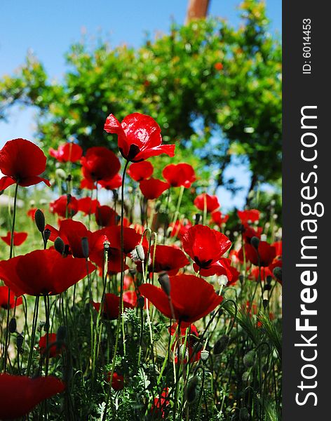 Several backlit red oriental poppies in a field. Several backlit red oriental poppies in a field