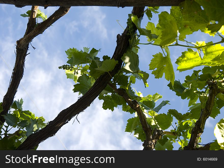 Close shot of vine leaves with grapes in Silifke vineyard. Close shot of vine leaves with grapes in Silifke vineyard