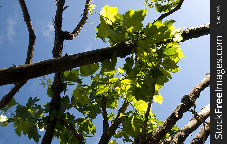 Close shot of vine leaves with grapes in Silifke vineyard. Close shot of vine leaves with grapes in Silifke vineyard