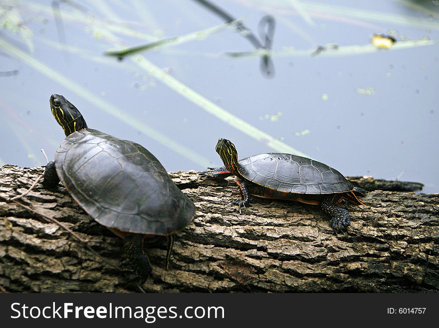 Two turtles sitting on a log together