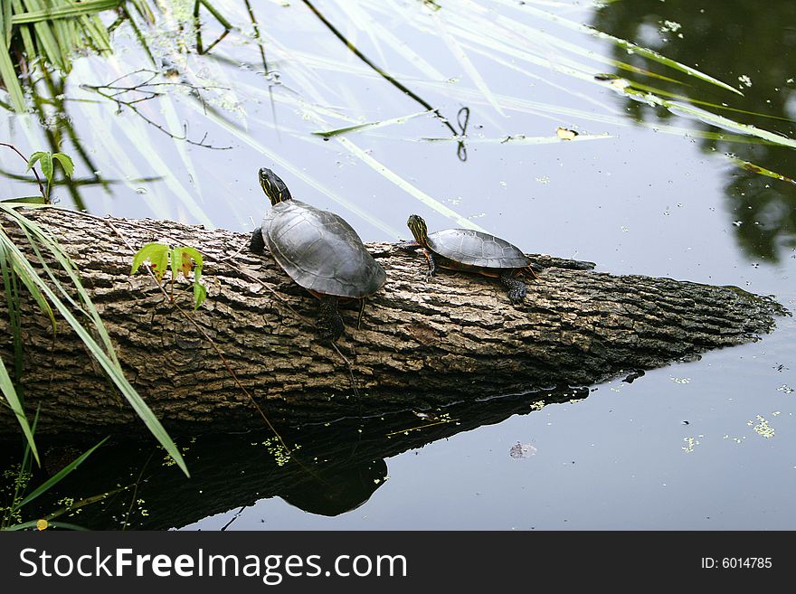 Two turtles sitting on a log together