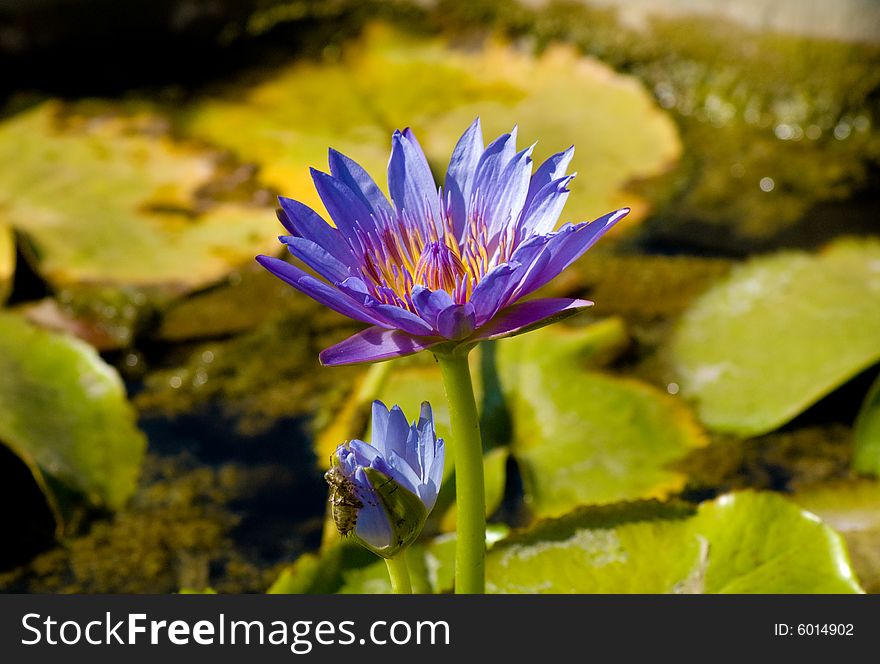 Purple water flower to green background. Purple water flower to green background