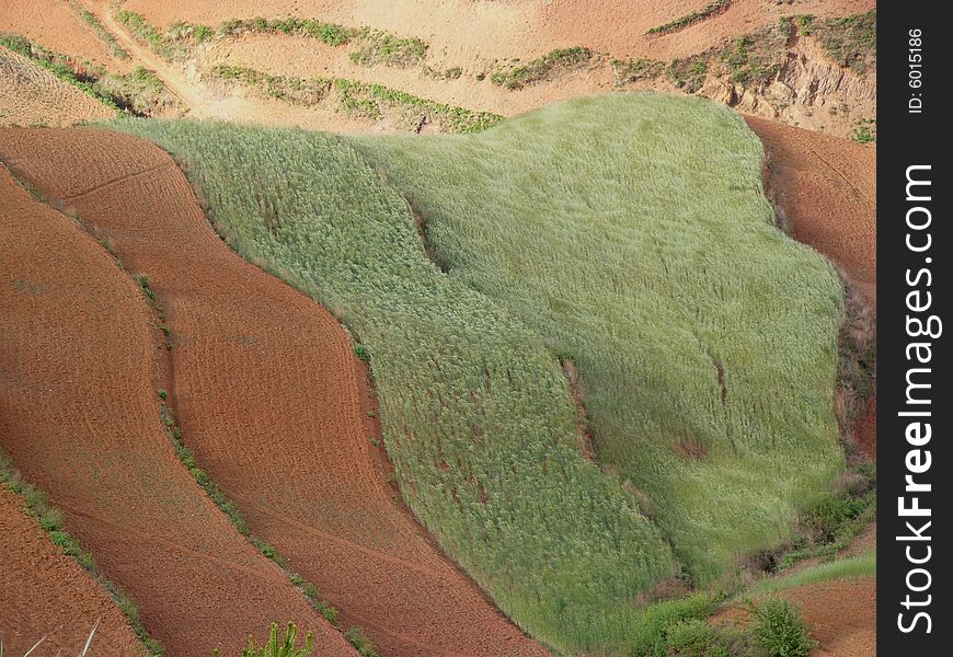 Rippled Wheat Field