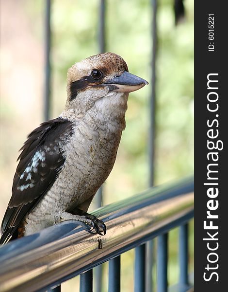 A kookaburra bird in Australia