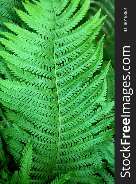 Large leafy green fern in summer. Large leafy green fern in summer