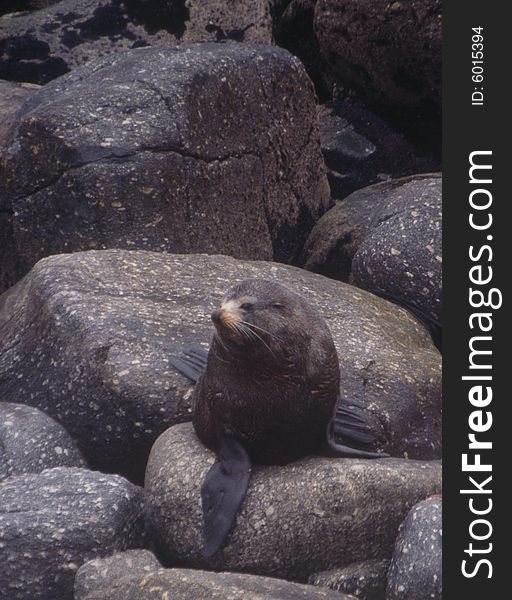 A seal sits on rocks on the west coast of New Zealand's South Island.