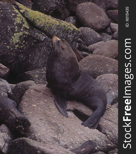 A seal sits on rocks on the west coast of New Zealand's South Island.