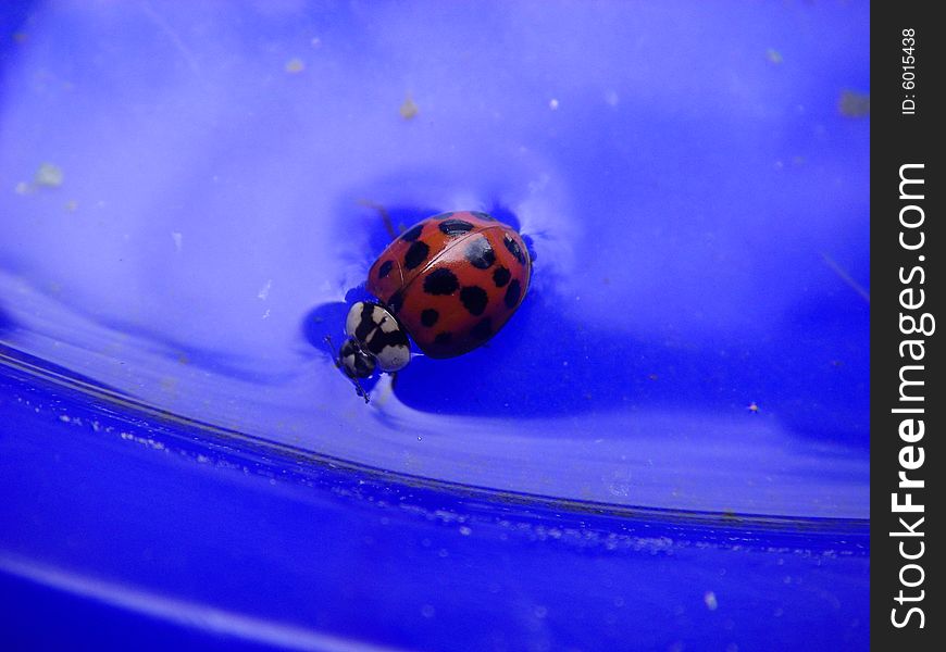 Single ladybug swimming in the water. Single ladybug swimming in the water