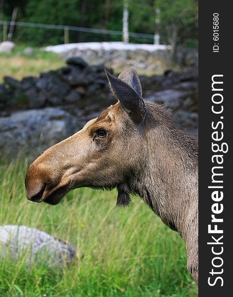 Moose (elk) - Alces alces, in the north of Sweden