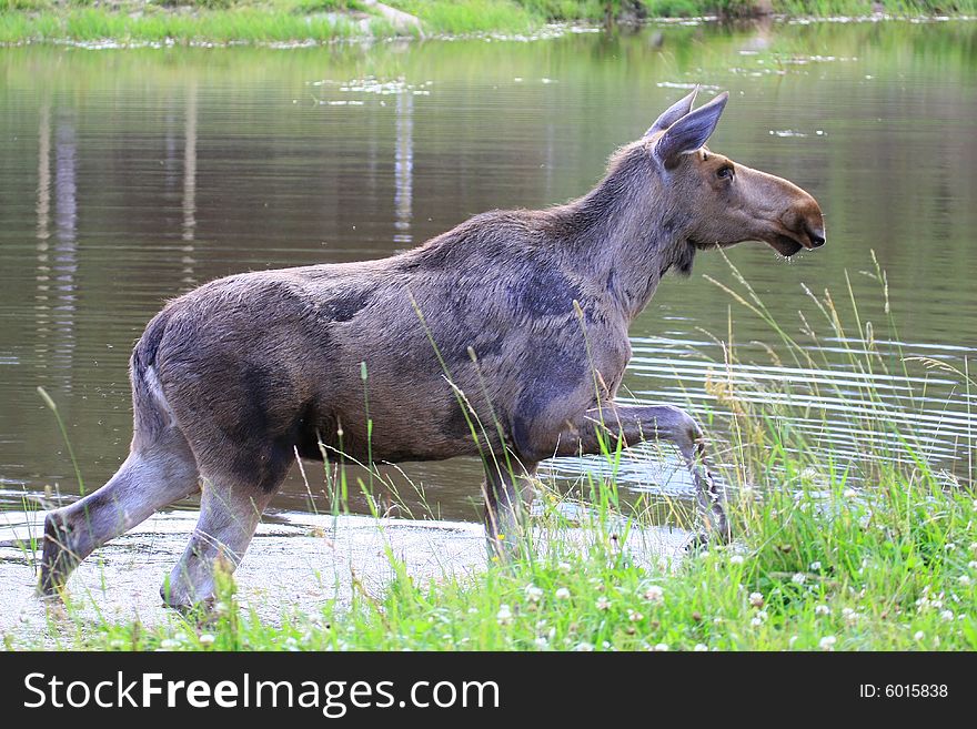 Moose (elk) - Alces alces, in the north of Sweden