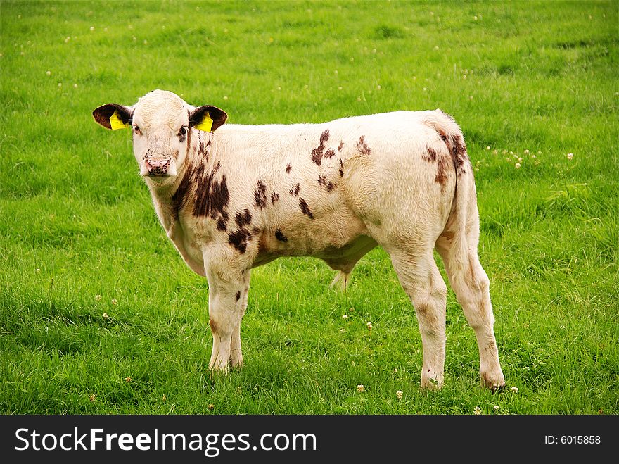 A curious calf in a meadow. A curious calf in a meadow