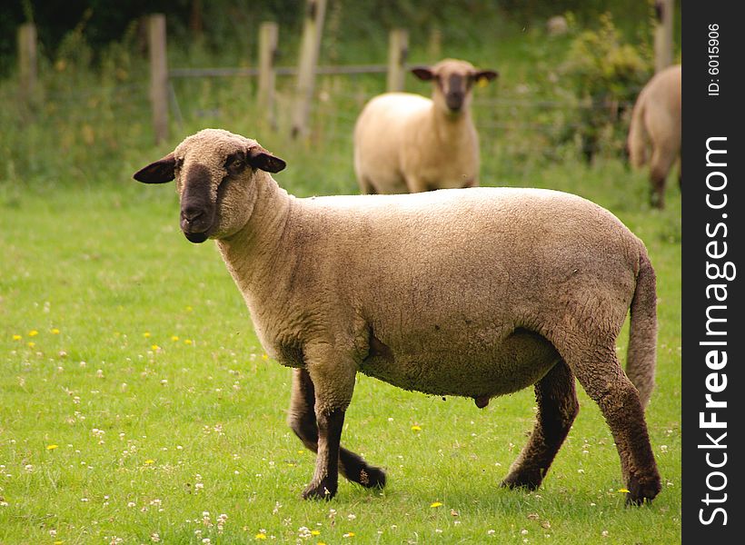 A german blackhad sheep in a meadow