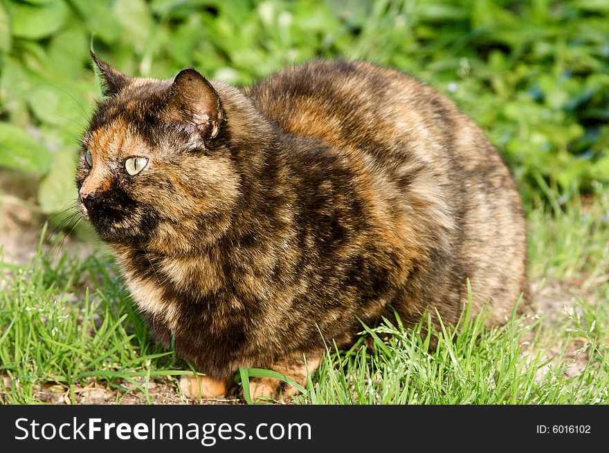 Portrait of calico cat sitting in the grass