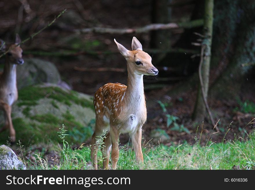 New born Fawns on their first days