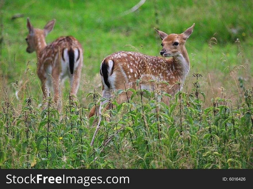 New born Fawns on their first days