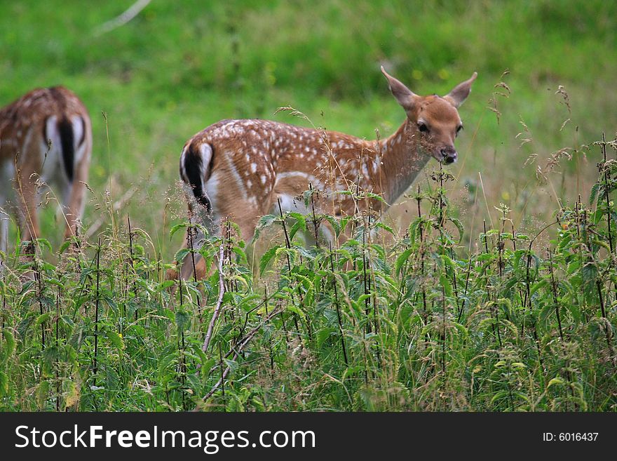 New born Fawns on their first days