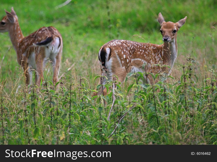 New born Fawns on their first days