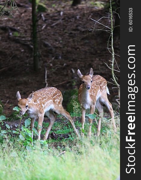 New born Fawns on their first days