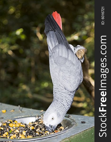 African Grey Parrot in a sanctuary, having an afternoon snack while hanging upside down from a branch.