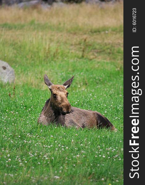 Moose (elk) - Alces alces, in the north of Sweden