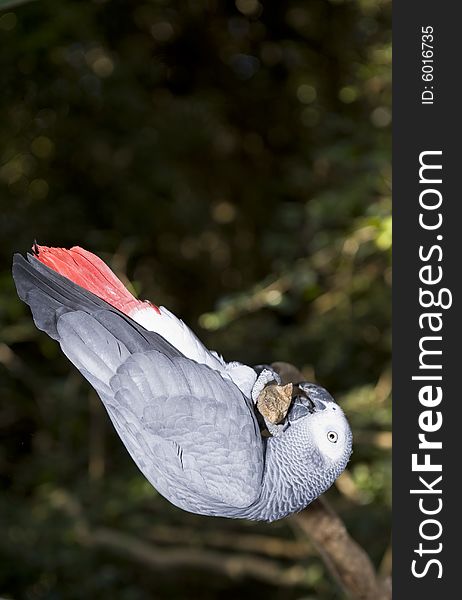 African Grey Parrot in a sanctuary, doing antics around a branch of a tree.