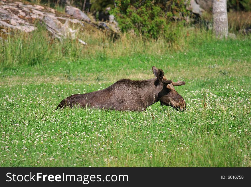 Moose (elk) - Alces alces, in the north of Sweden