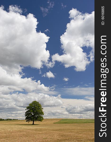 Lonely tree in field and dramatic sky