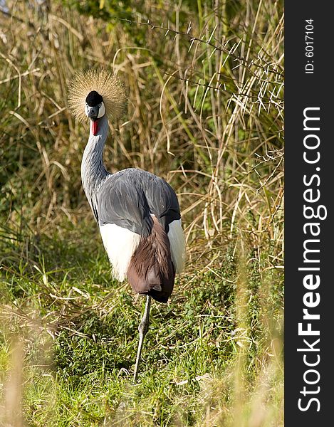 Crowned Crane in a wildlife sanctuary