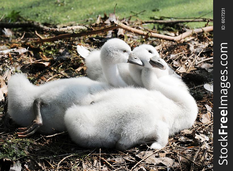 Three downy white cygnets together in thier leafy nest.