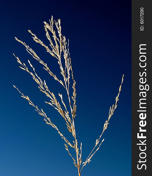 Golden grass grains on a stalk with blue sky