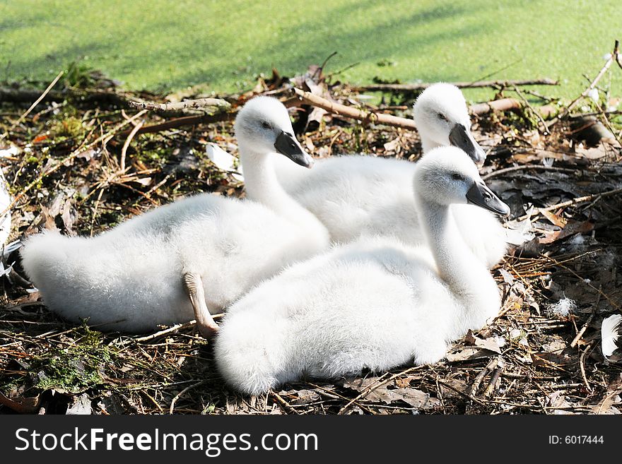 Three Downy Cygnets