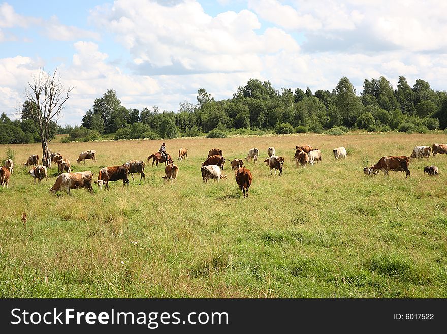 The cows to fall on meadow. Russia.