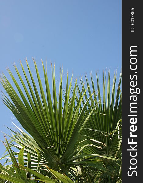 Leaf of palm tree. Blue sky.