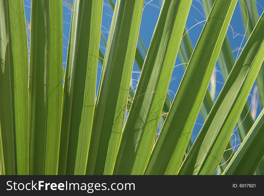 Leaf of palm tree. Blue sky. Background.