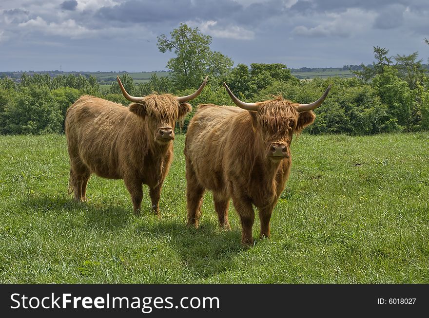 Two examples of highland cattle, a Scottish breed. Two examples of highland cattle, a Scottish breed