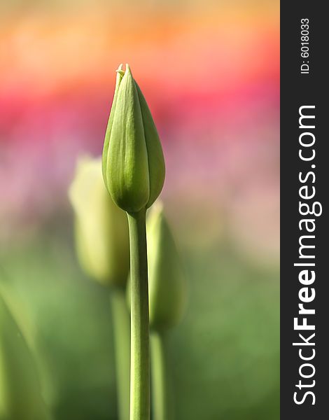 Close up shot of Tulip buds with colorful background