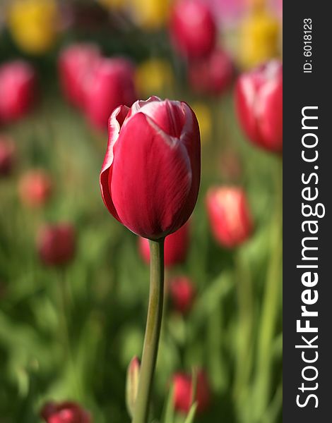 Close up shot of Tulip flowers with colorful background