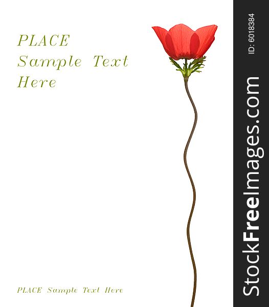 Red poppie background with place for text. Red poppie background with place for text